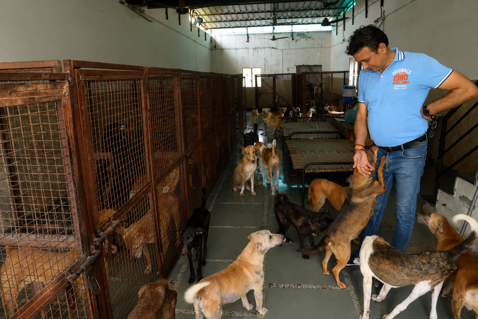 Dog Shelter 1