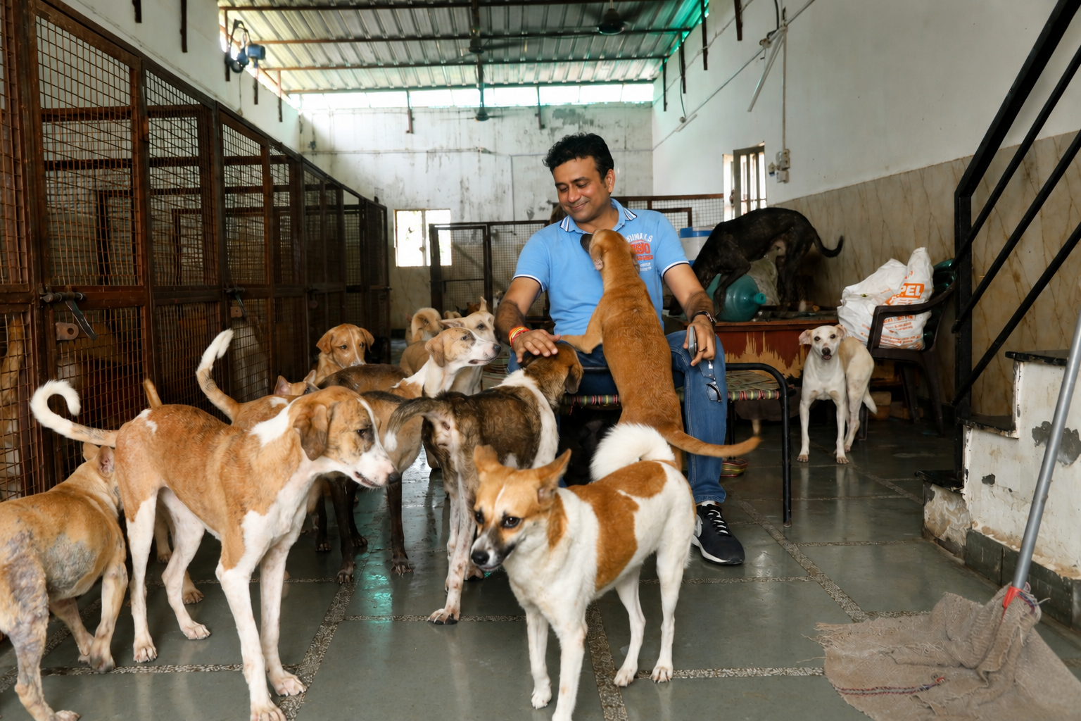Dog Shelter 3